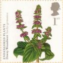 Downy Woundwort