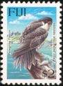 Peregrine Falcon (Falco peregrinus nesiotes)
