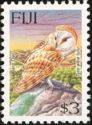 Barn Owl (Tyto alba lulu)