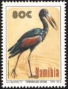 African Openbill (Anastomus lamelligerus)