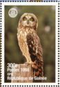 Short-eared Owl (Asio flammeus)