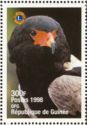 Bateleur Eagle (Terathopius ecaudatus)