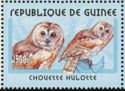 Tawny Owl (Strix aluco)