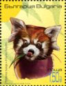 Chinese Red Panda (Ailurus fulgens)