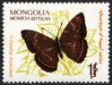 Popular Admiral (Limenitis populi)