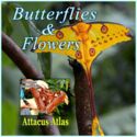 Butterflies and Flowers