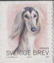 Saluki (Canis lupus familiaris)