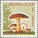 Butter Mushroom (Boletus luteus)
