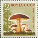 Butter Mushroom (Boletus luteus)