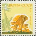 Chanterelle (Cantharellus cibarius)