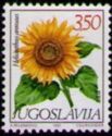 Helianthus annuus