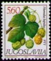 Humulus lupulus