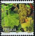 Grapes, Vitis vinifera L.