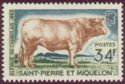 Charolais (Bos primigenius taurus)