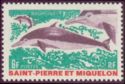 Dolphin (Delphinus sp.)