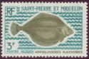 American Plaice (Hippoglossoides platessoides)