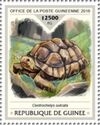African Spurred Tortoise (Centrochelys sulcata)