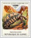 Leopard Tortoise (Stigmochelys pardalis)