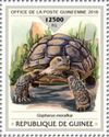 Morafka's Desert Tortoise (Gopherus morafkai)