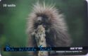 North American Porcupine - Erethizon dorsatum