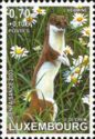 Stoat (Mustela erminea)