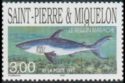 Blue Shark (Prionace glauca)