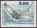Humpback Whale (Megaptera novaeangliae)
