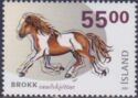 Iceland Horse (Equus ferus caballus)