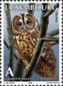 Tawny Owl (Strix aluco)