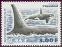 Killer Whale (Orcinus orca)