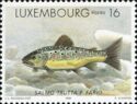 Brown Trout (Salmo trutta f. fario)