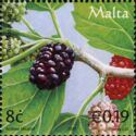 Black mulberries (Morus nigra)