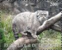 Pallas's Cat/Manul