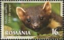 European Pine Marten (Martes martes)