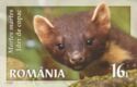 European Pine Marten (Martes martes)
