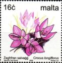 Yellow-throated Crocus (Crocus longiflorus)