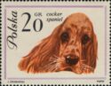 Cocker-Spaniel (Canis lupus familiaris)