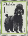 French Poodle (Canis lupus familiaris)