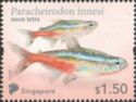 Neon Tetra (Paracheirodon innesi) Imprint 2022B