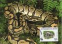 Ball Phyton (Python regius)