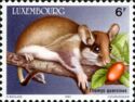 European Garden Dormouse (Eliomys quercinus)