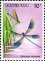 Banded Demoiselle (Calopteryx splendens)