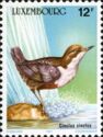 White-throated Dipper (Cinclus cinclus)