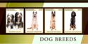 Dog Breeds