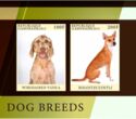Dog Breeds