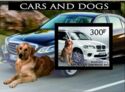 Cars and Dogs