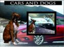 Cars and Dogs
