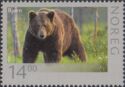Brown Bear (Ursus arctos)