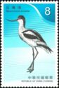 Pied Avocet (Recurvirostra avosetta)