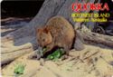 Rottnest Island. Quokka
